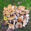 Buy Mushrooms for sale online